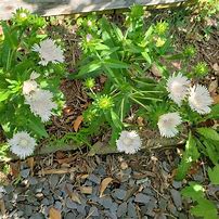 Image result for Stokesia laevis Divinity