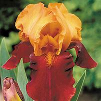 Image result for Iris germanica Howard Weed