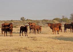 Image result for Botswana Cattle