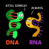 Image result for SV40 DNA Meme