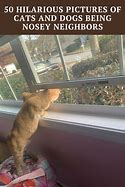 Image result for Nosey Cat Meme