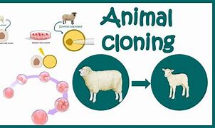 Image result for Cloned Sheep Dolly Created