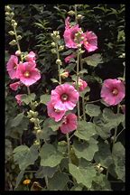 Image result for Alcea rosea