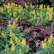 Image result for Corydalis Canary Feathers