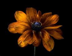 Image result for Abstract Floral Dark Background