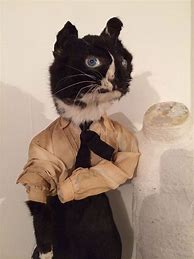 Image result for Taxidermy Cat Victorian Era