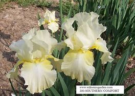 Image result for Iris Southern Comfort (Germanica-Group)
