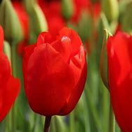 Image result for Tulipa Lalibela