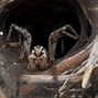 Image result for Most Venomous Spider in Australia