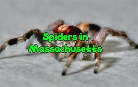 Image result for Massachusetts Spiders Identification Chart
