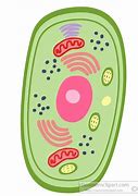 Image result for Cell Theory Clip Art