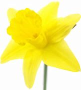 Image result for Narcissus Standard Value