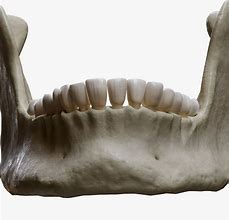 Image result for Human Jawbone