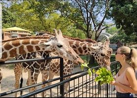 Image result for Guangdong Indoor Zoo