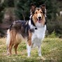Image result for Collie