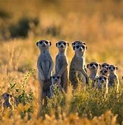 Image result for Large and Small Animals Families