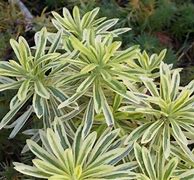 Image result for Euphorbia characias Burrow Silver