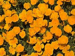 Image result for Arizona Poppy Flowers