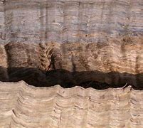 Image result for Wavy Wood Grains