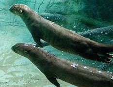 Image result for Giant River Otter Animal