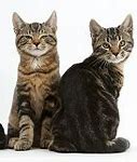 Image result for Soom Cats