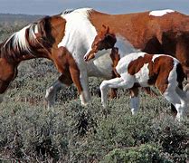 Image result for Red Desert Wyoming Wild Horses