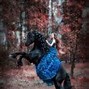 Image result for Most Beautiful Horse Breeds