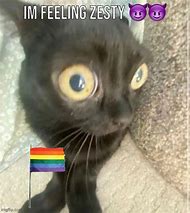 Image result for Zesty Cat Meme