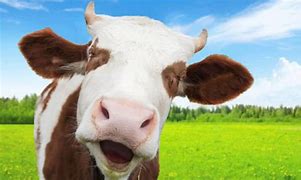Image result for Funny Cow Wallpaper 1920X1080