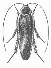 Image result for Roach Bug