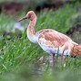 Image result for Siberian Crane Native Place