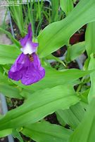 Image result for Roscoea auriculata