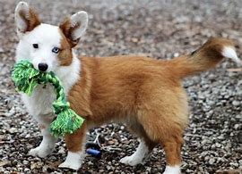 Image result for Cool Dog Mixes