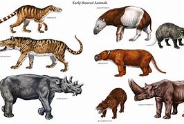 Image result for 5000 Year Old Animal