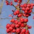 Image result for Malus Red Sentinel