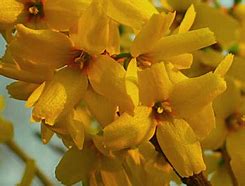 Image result for Forsythia intermedia Goldrausch