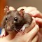 Image result for Rat related disease in NYC