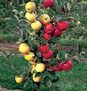 Image result for Multi Apple Tree