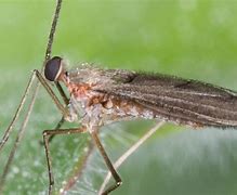 Image result for cecidomyiidae