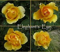 Image result for Beautiful Gold Roses