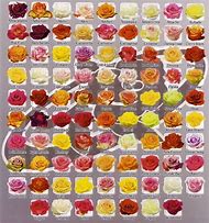 Image result for Roses Variety Colors