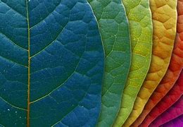 Image result for Art House Green Leaf Wallpaper