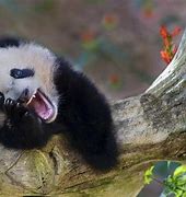 Image result for Funny Cute Animals Laughing