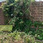Image result for How to Care for Clematis Vine