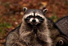 Image result for Evil Plotting Raccoon Meme