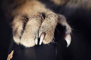 Image result for Cat Paw Claws