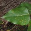 Image result for Populus balsamifera