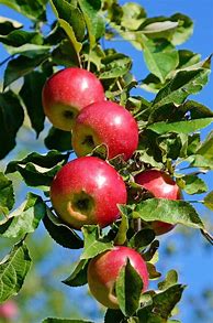 Image result for Apple Tree Branches