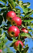 Image result for Fresh Apple in Tree