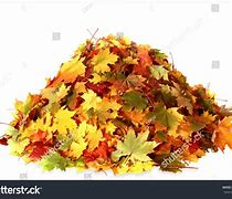 Image result for Autumn Leaves Pile